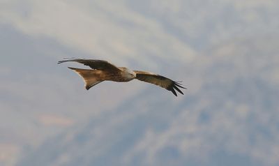 Rode Wouw (Red Kite)