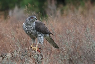 Havik (Northern Goshawk)
