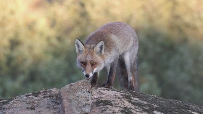 Vos (Red Fox)