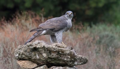 Havik (Northern Goshawk)