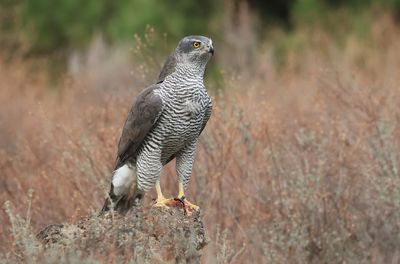 Havik (Northern Goshawk)