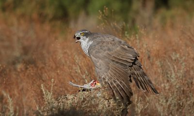 Havik (Northern Goshawk)