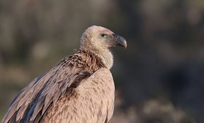 Vale Gier (Griffon Vulture)
