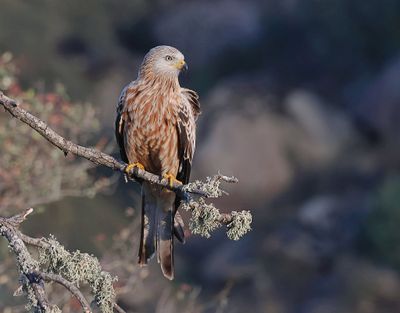 Rode Wouw (Red Kite)