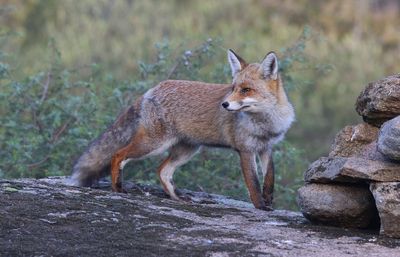 Vos (Red Fox)