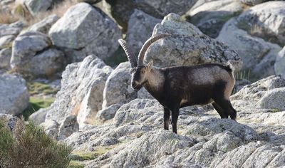 Spaanse- of Iberische Steenbok (Iberian Ibex)