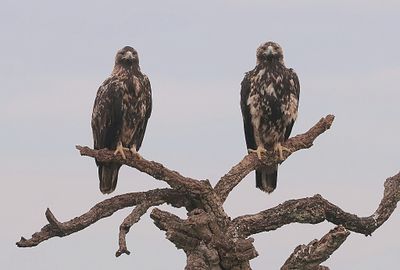 Spaanse Keizerarend (Spanish Imperial Eagle)