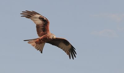 Rode Wouw (Red Kite)