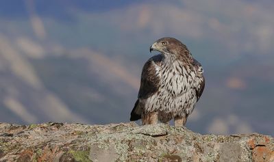 Havikarend (Bonelli's Eagle)
