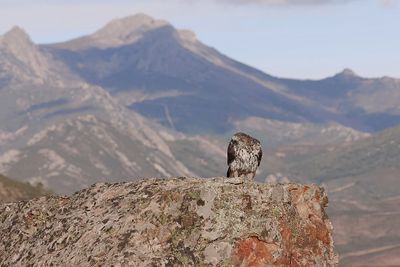 Havikarend (Bonelli's Eagle)