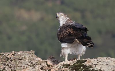Havikarend (Bonelli's Eagle)