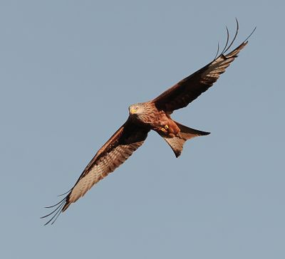 Rode Wouw (Red Kite)