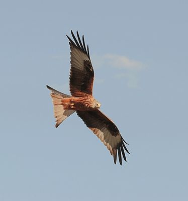 Rode Wouw (Red Kite)