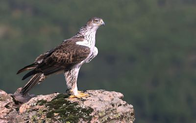 Havikarend (Bonelli's Eagle)