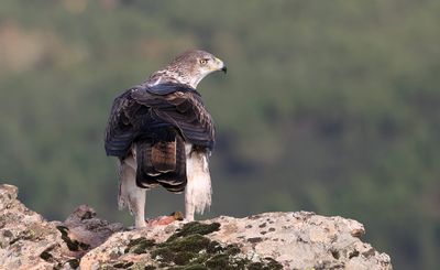 Havikarend (Bonelli's Eagle)