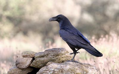 Raaf (Northern Raven)