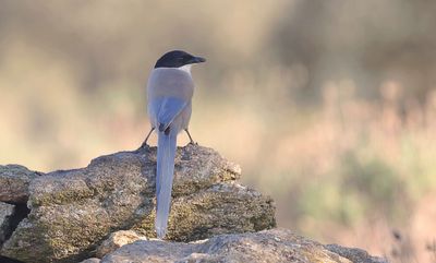 Blauwe Ekster (Iberian Magpie)