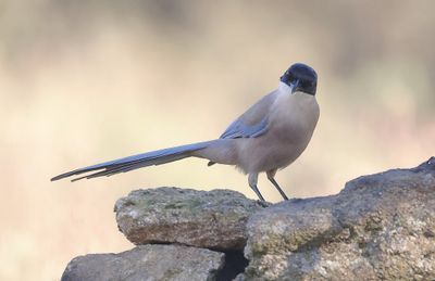 Blauwe Ekster (Iberian Magpie)