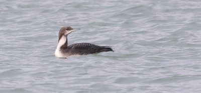 Pacifische Parelduiker (Pacific Loon)