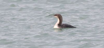 Pacifische Parelduiker (Pacific Loon)