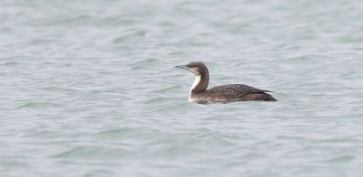 Pacifische Parelduiker (Pacific Loon)
