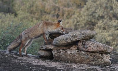 Vos (Red Fox)