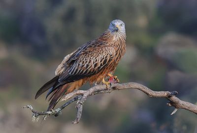 Rode Wouw (Red Kite)