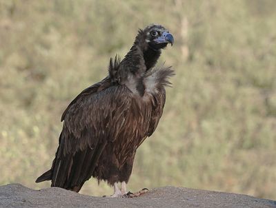 Monniksgier (Black Vulture)
