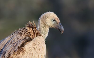 Vale Gier (Griffon Vulture)