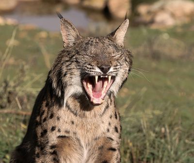 Pardellynx (Iberian Lynx)