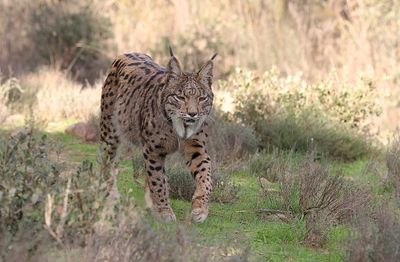Pardellynx (Iberian Lynx)