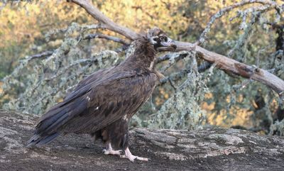 Monniksgier (Black Vulture)