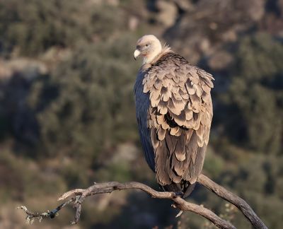 Vale Gier (Griffon Vulture)