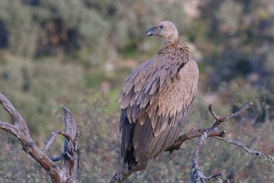 Vale Gier (Griffon Vulture)