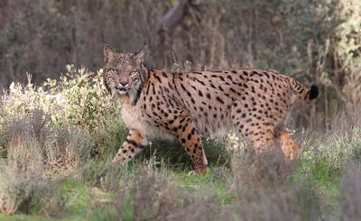 Pardellynx (Iberian Lynx)