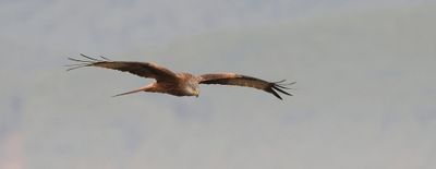 Rode Wouw (Red Kite)