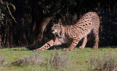 Pardellynx (Iberian Lynx)