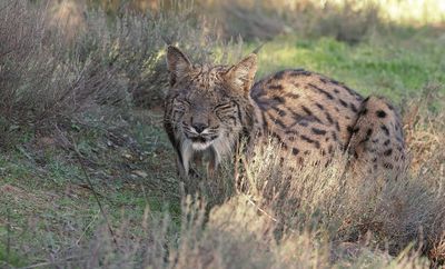 Pardellynx (Iberian Lynx)