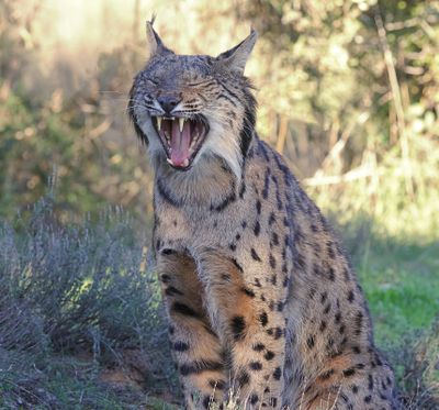 Pardellynx (Iberian Lynx)