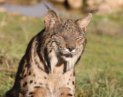 Pardellynx (Iberian Lynx)