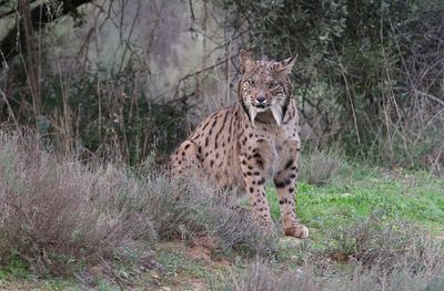 Pardellynx (Iberian Lynx)