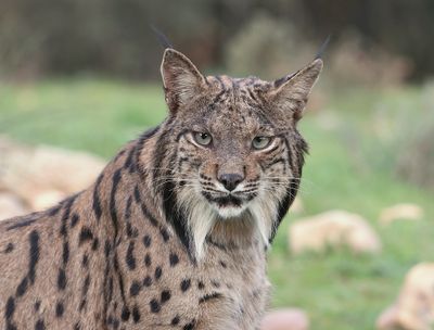 Pardellynx (Iberian Lynx)