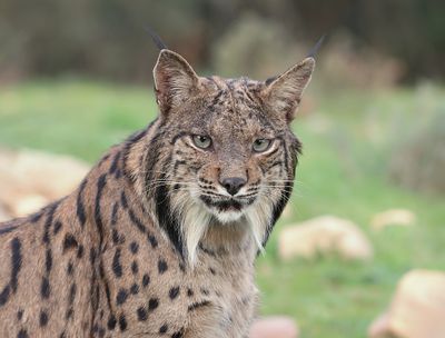 Pardellynx (Iberian Lynx)