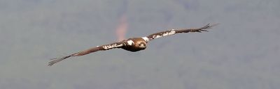 Spaanse Keizerarend (Spanish Imperial Eagle)