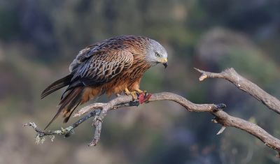 Rode Wouw (Red Kite)