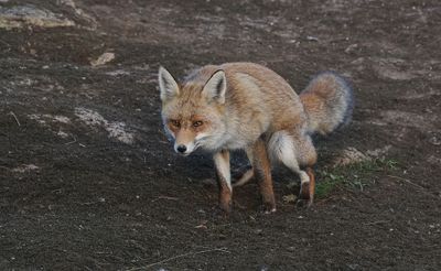 Vos (Red Fox)