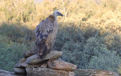 Vale Gier (Griffon Vulture)