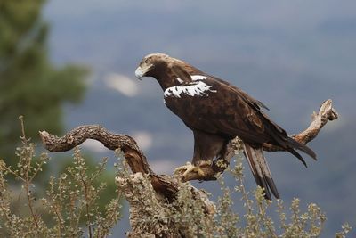Spaanse Keizerarend (Spanish Imperial Eagle)