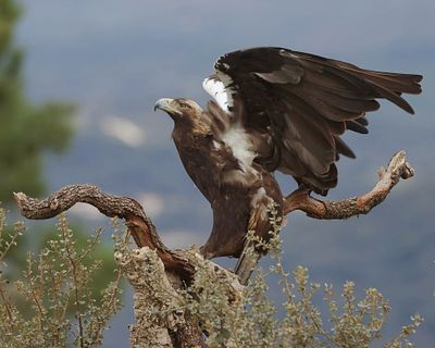 Spaanse Keizerarend (Spanish Imperial Eagle)