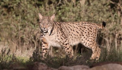 Pardellynx (Iberian Lynx)
